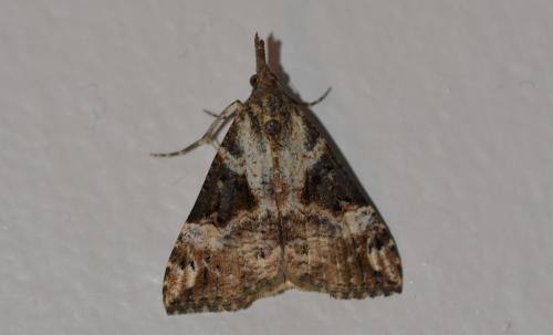 Réf. 336 694 : Hypena obsitalis